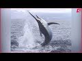 A Blue Marlin Attacks A Mini Transat 2017 Boat