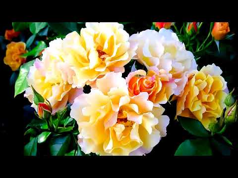 Franck Pourcel Et Son Grand Orchestre