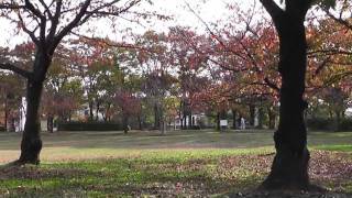 preview picture of video '大阪･枚方 楠葉東公園 2011/11 Hirakata City in autumn'