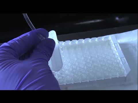 How to Hand Wash and Dry an ELISA Plate