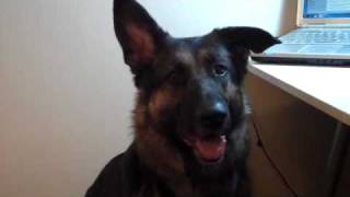 Rescue dog doesn't understand Skype