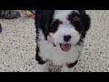 Mini Bernedoodle dogs for sale: Daina - Video 1