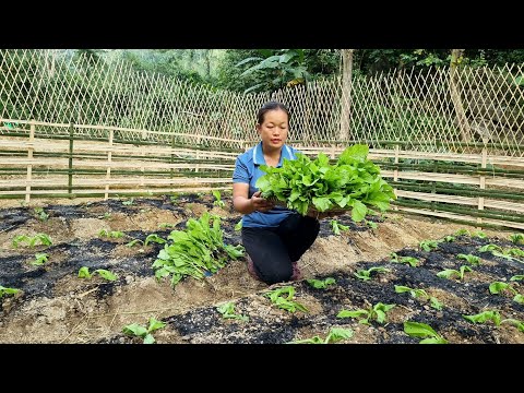 Colhendo gengibre e Taro para vender no mercado - Fazendo uma horta | Lý Thị Phương