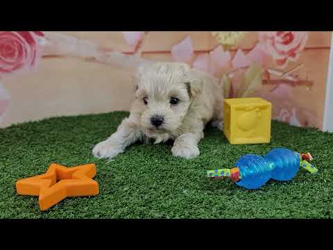 Little Lanes First Video