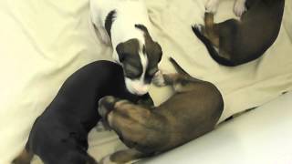 Download lagu Farlat saluki - Fara babies 15 days mp3