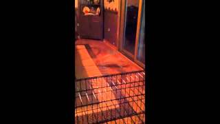 What Kind of Cat are You?