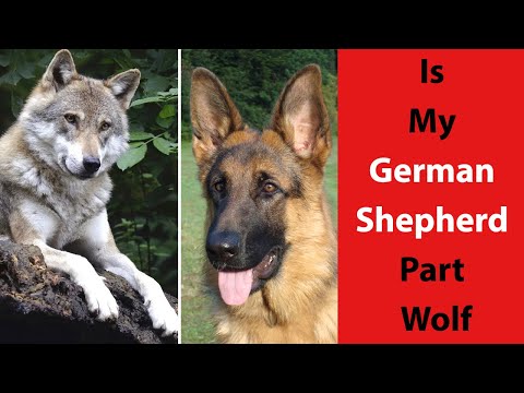 Is My German Shepherd Part Wolf - YouTube