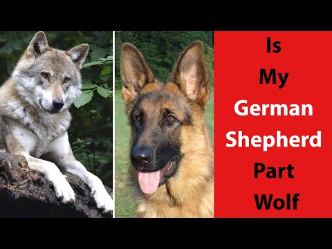 Half Wolf Half German Shepherd