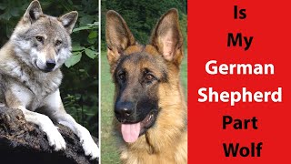 Is My German Shepherd Part Wolf: Learn About Wolf-Dog Hybrids