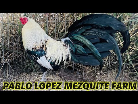 Yellow Leg Grey Cowan Kelso Albany - MEZQUITE FARM