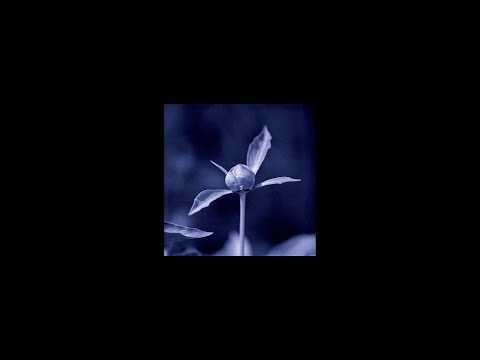 MNMT Premiere: Unjin – Ties (Hydrangea Remix)