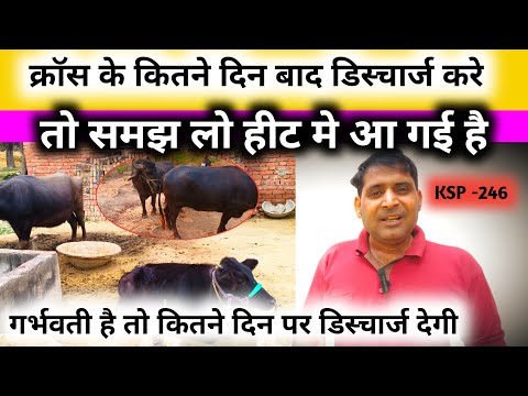 After how many days of crossing a cow buffalo gives discharge then it is considered pregnant or i...