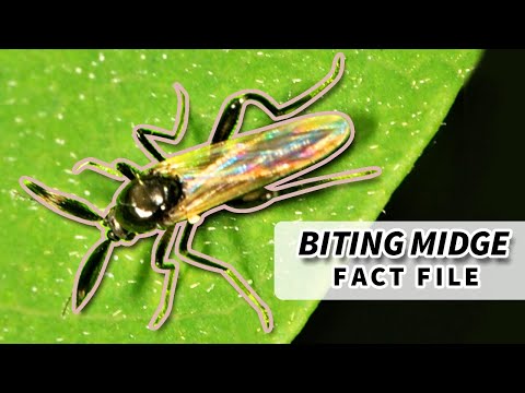 No-See-Um Facts: the BITING MIDGE facts | Animal Fact Files