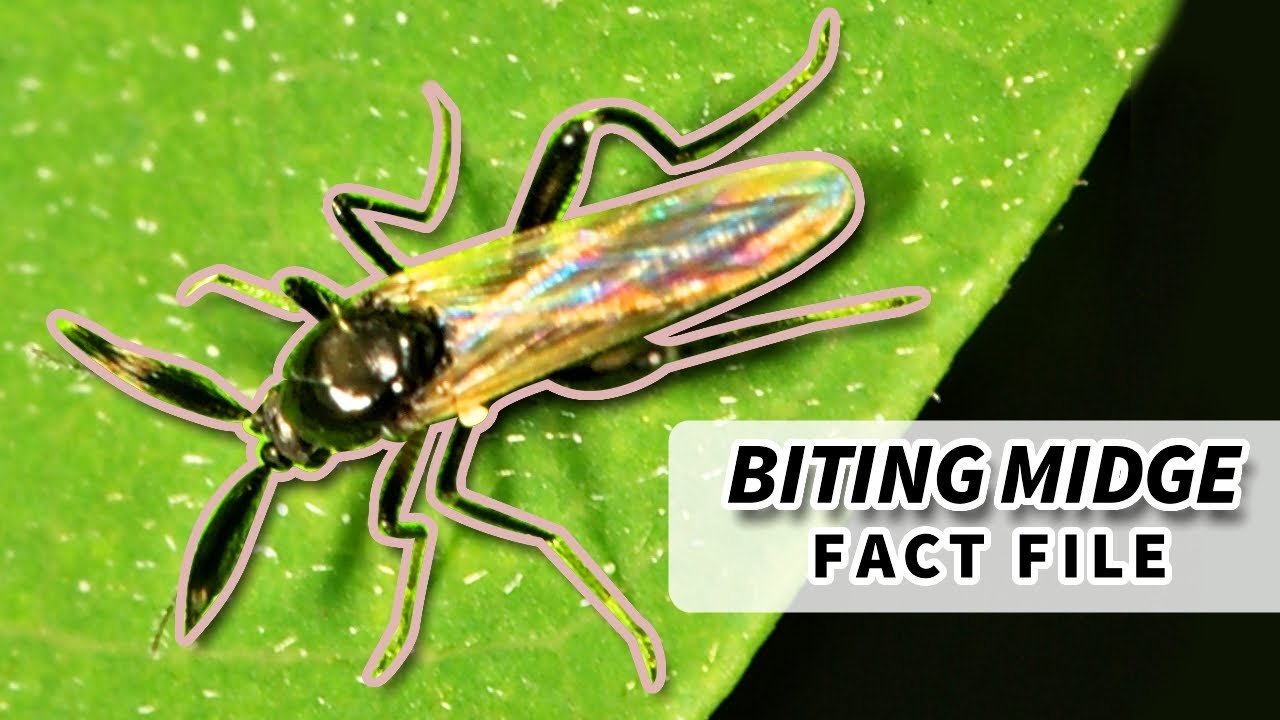 No-See-Um Facts: the BITING MIDGE facts | Animal Fact Files