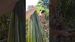 Tudo começa com a palha da carnaúba...#shorts #shortvideo #song #short #shortsfeed #subscribe #sad