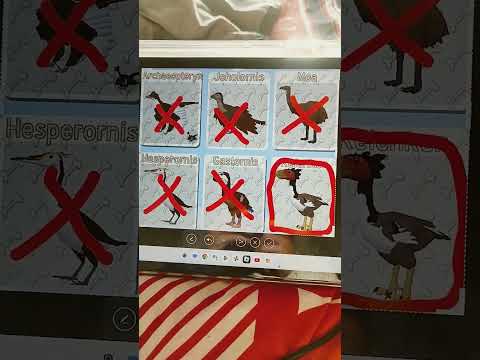 this video help you Knowing the biggest bird in feather family #birdlives #nesting #birdwatch