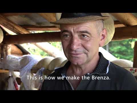 Life in the Carpathian Forest