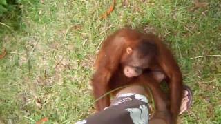 Orangutan Attack