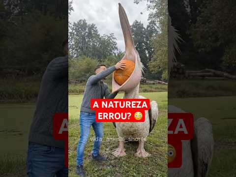 Animais estranhos que parece que a evolução deu errado #animais #bichos #curiosidades