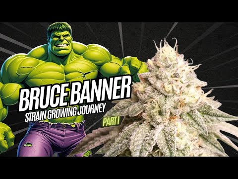 Bruce Banner  - Strain Growing Journey  - Cannabis Cultivation