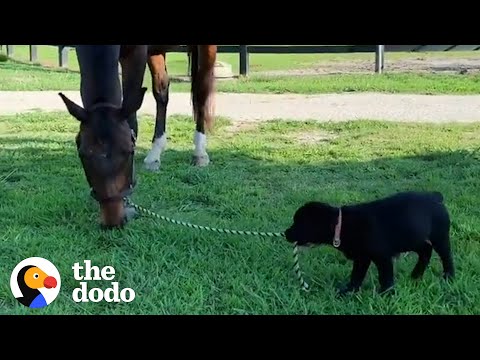 This Dog Thinks He Is A Horse | The Dodo