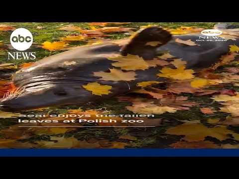Seal enjoys the fallen leaves at Polish zoo