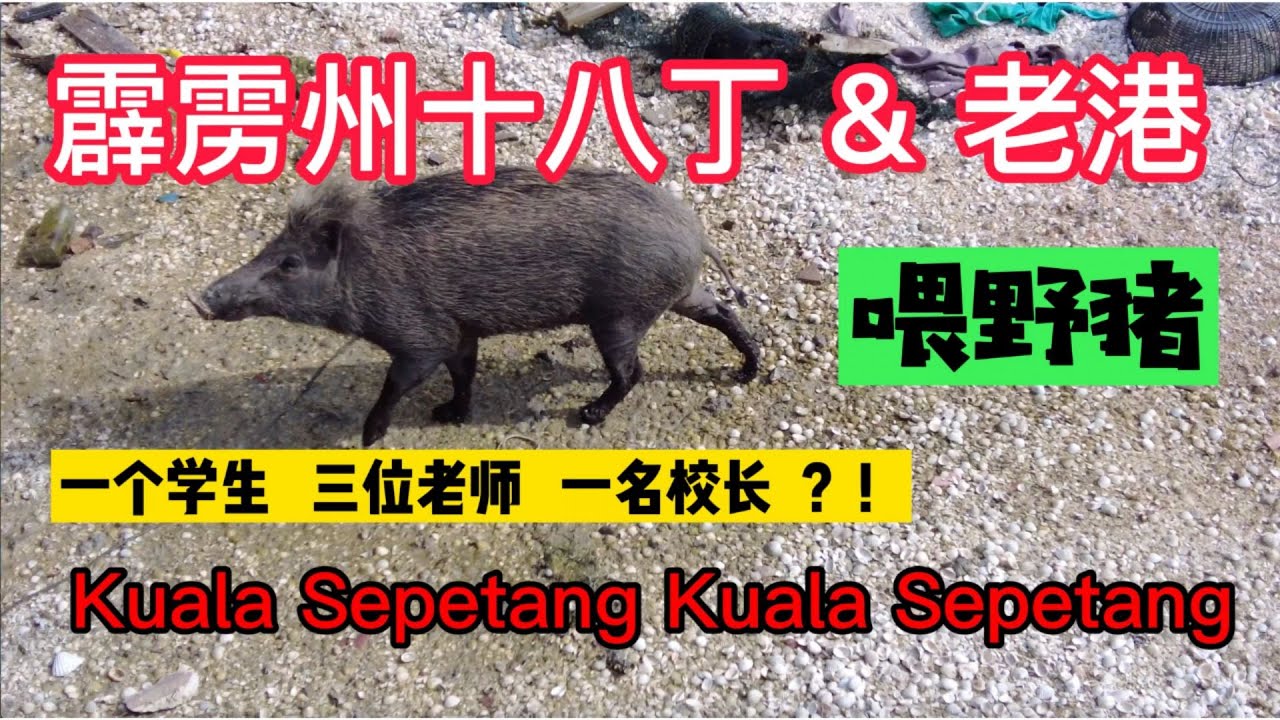 Lily 探世界 25 #kualasepetang  #霹雳州十八丁  老港喂野猪 ,一位学生三位老师一个校长的学校, Sjkc Poay Chee, 1 student school 老港培智小学
