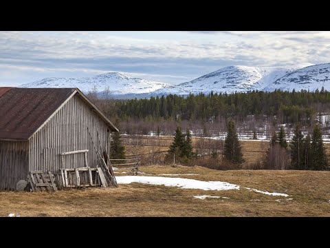 Lasse Hoikka & Souvarit - Kylmän kukkia