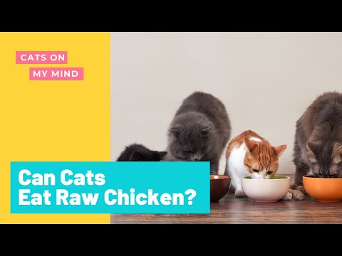 Can Cats Eat Raw Chicken?