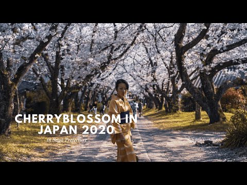 Cherry blossom in Japan 2020, Virtual Tour at Home during Quarantine 【Part 2】