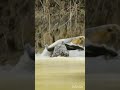 Leopard Vs Crocodile Nayak Nahi Khalnayak Hu Main Shorts Shortsvideo Viral Trendingshorts