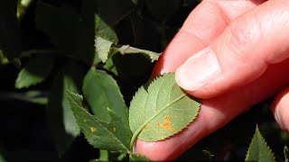 Knock Out Roses: Dealing with Rust and Rose Slugs