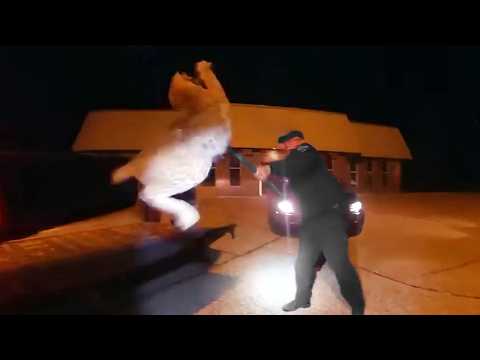 Craziest Police Videos on the Internet