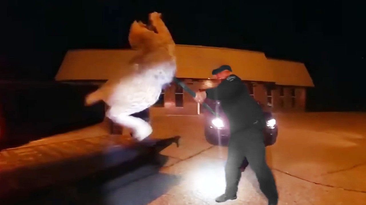 Craziest Police Videos Ever (Part 1)