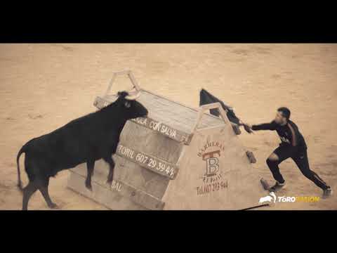 Cuernos Blancos de El Mijares en La Vaca del Millón - Fallas 2019