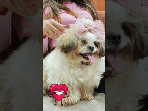 Are Shih Tzu Aggressive? #shorts
