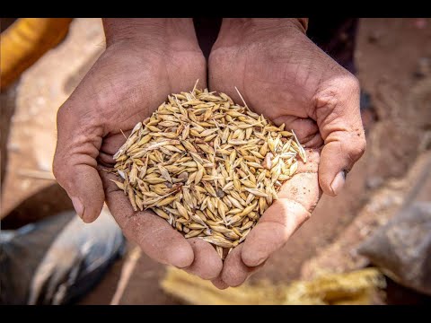 Agro-Jędrek Andrzej Rzeźnik - video