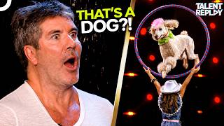 THAT'S A DOG?! The Most Incredible Animal Dancers You'll Ever See | AGT & BGT