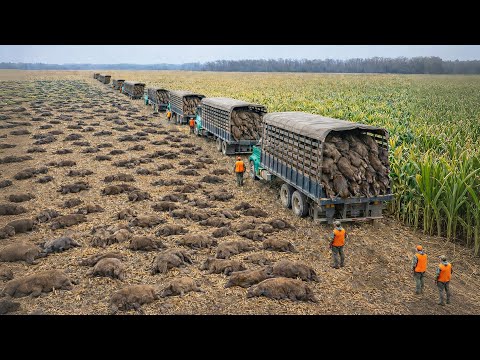 How Texas Dealt With 2 Million Feral Hogs That Made People Unable To Mock Them