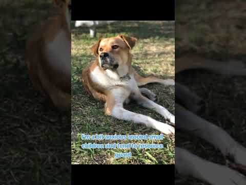 Jax, an adopted Labrador Retriever & Golden Retriever Mix in San Angelo, TX_image-1