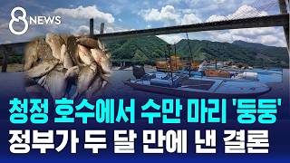 그물 끌어 올리자 폐사체 줄줄이..소양호 떼죽음 결론이 / SBS 8뉴스