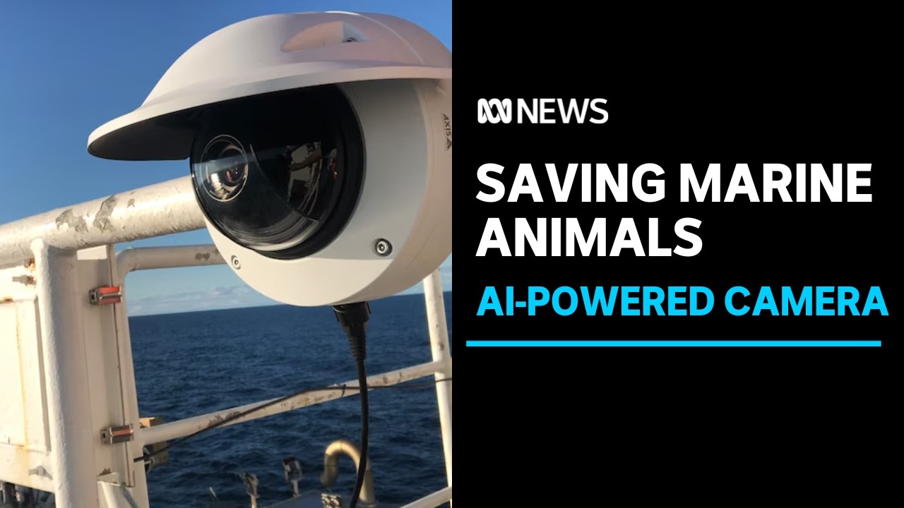 AI-powered tools used to save the ocean’s endangered animals | ABC News