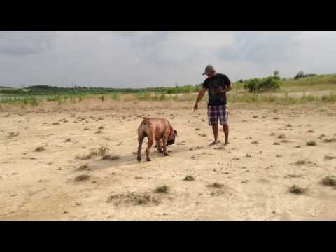 Simba and Ruffles Swim Time @ Lake Lavon