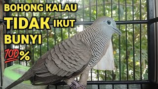 Download lagu Perkutut Lokal Gacor Suara Super Kristal - Pancingan Malas Bunyi  (99%AMPUH BANGET) mp3