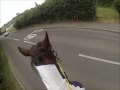 Cookie Being Naughty On The Road Again