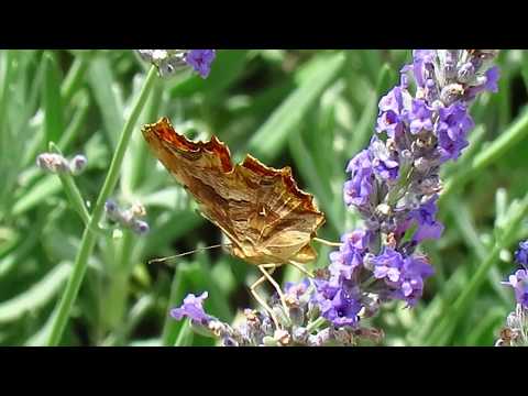 download lagu mp3 mp4 Southern Comma, download lagu Southern Comma gratis, unduh video klip Southern Comma