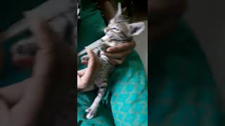 Himalayan Cats Videos