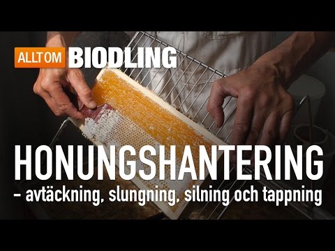 Honung - avtäckning, slungning, silning och tappning
