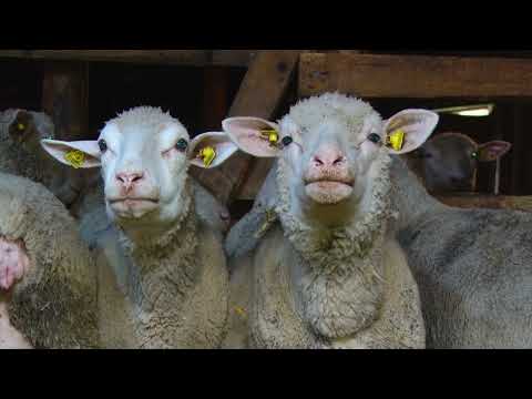 "Bolje biti čistačica u Beogradu nego gazda na selu!!!" - OČAJAN ZLATIBORSKI OVČAR ZATVARA FARMU