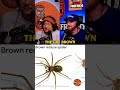 Brown Recluses
